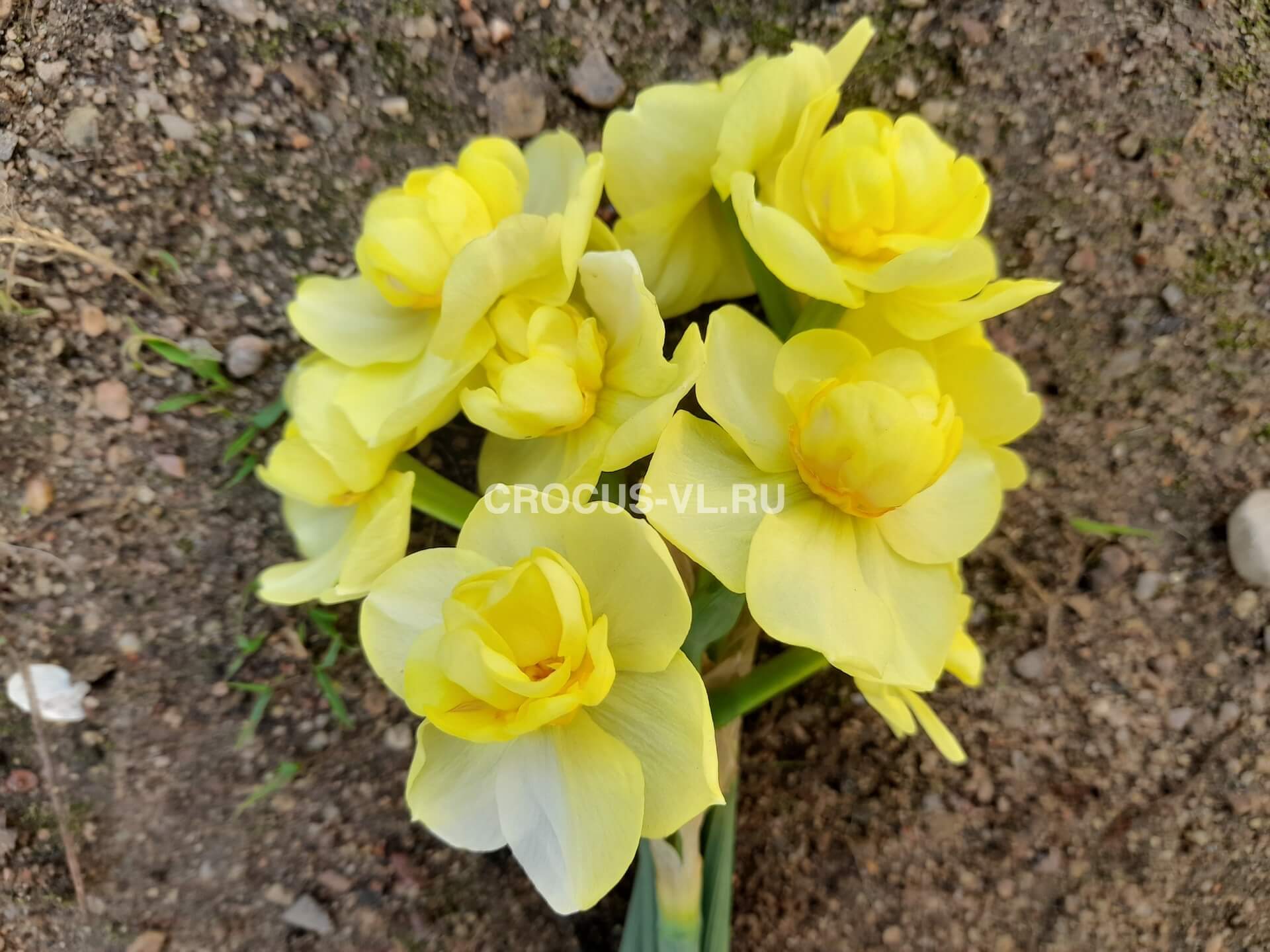 Нарцисс «Yellow Cheerfulness»